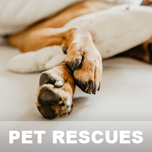 Pet Rescues